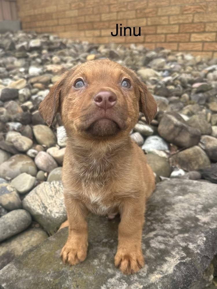 Jinu, Adoptable, Puppy Male Rottweiler & Mixed Breed.