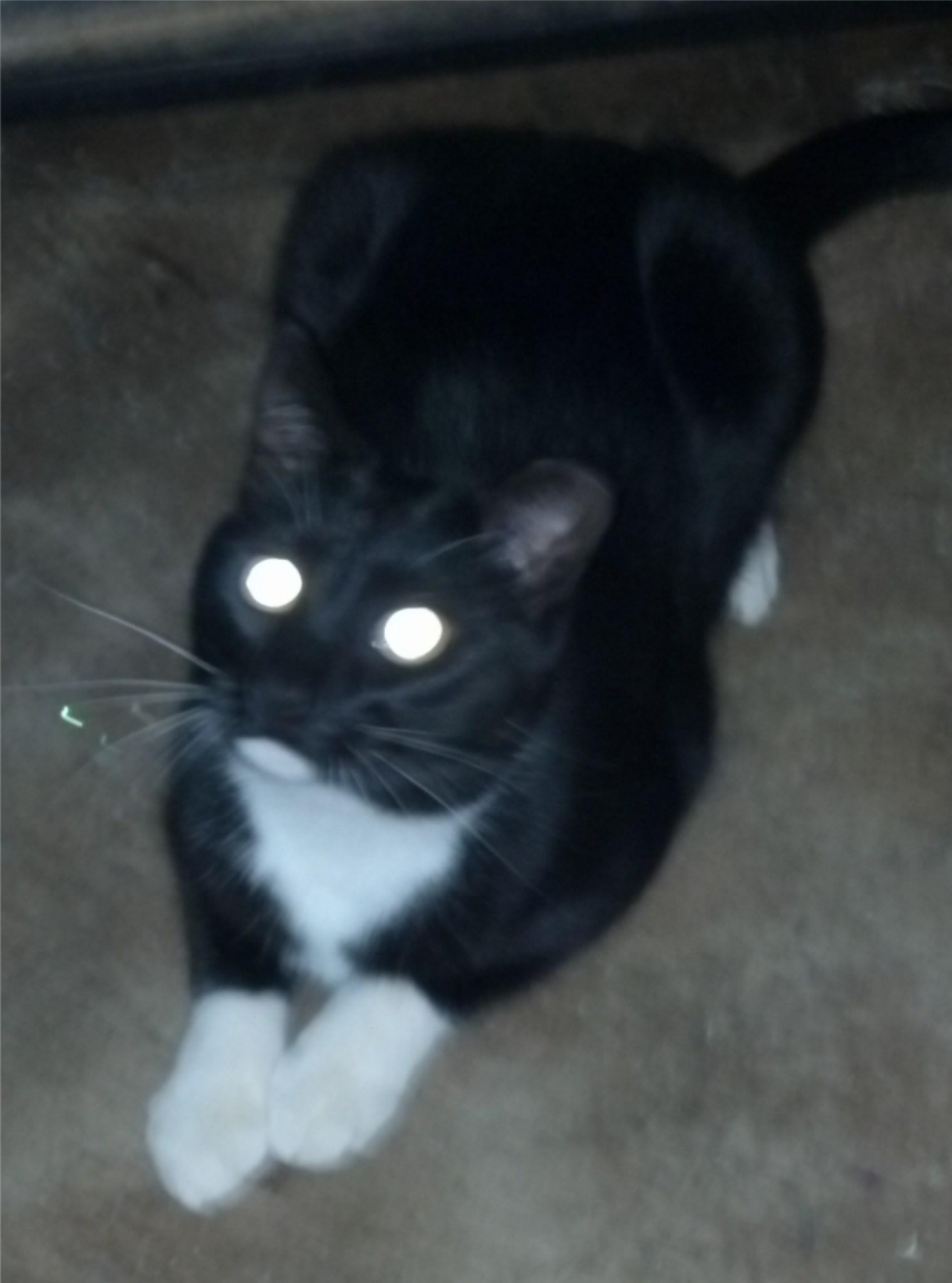 Mickey, Adoptable, Adult Male Domestic Short Hair & Tuxedo.