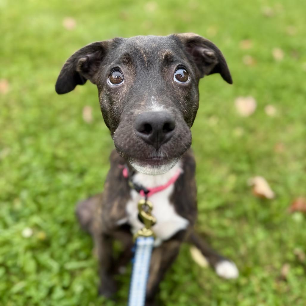 Pigeon, Adoptable, Puppy Female Mixed Breed.