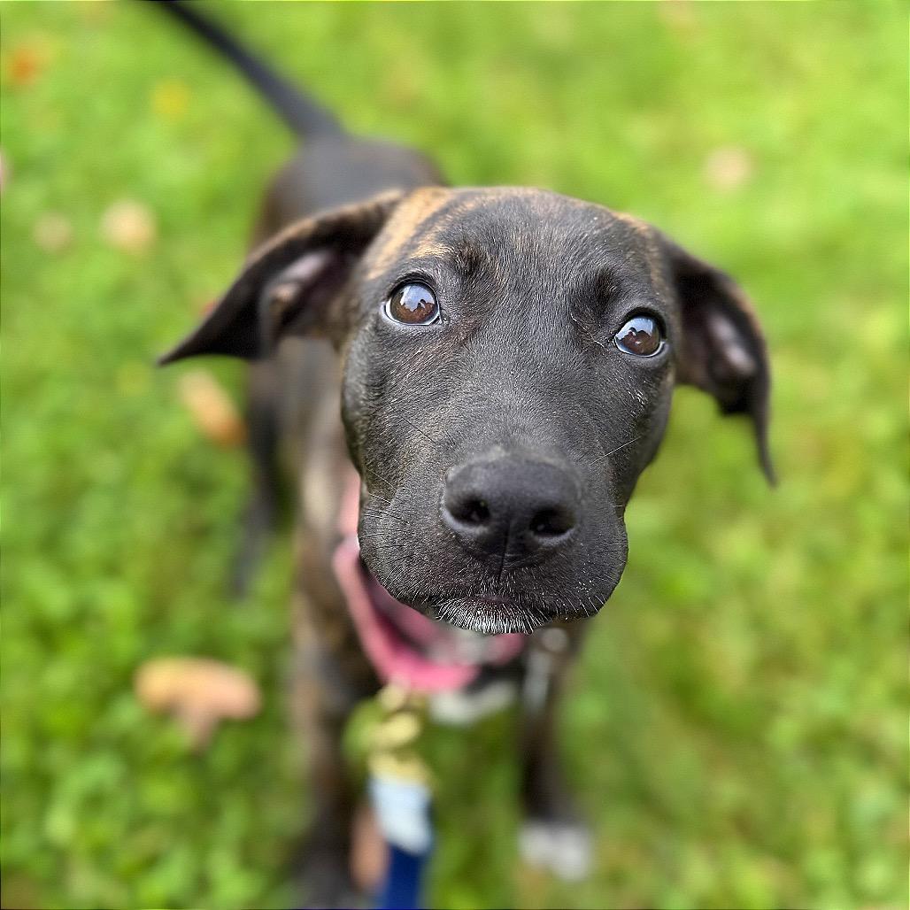 Enlarge Pigeon, a Adoptable Mixed Breed in Bangall, NY image 2/4