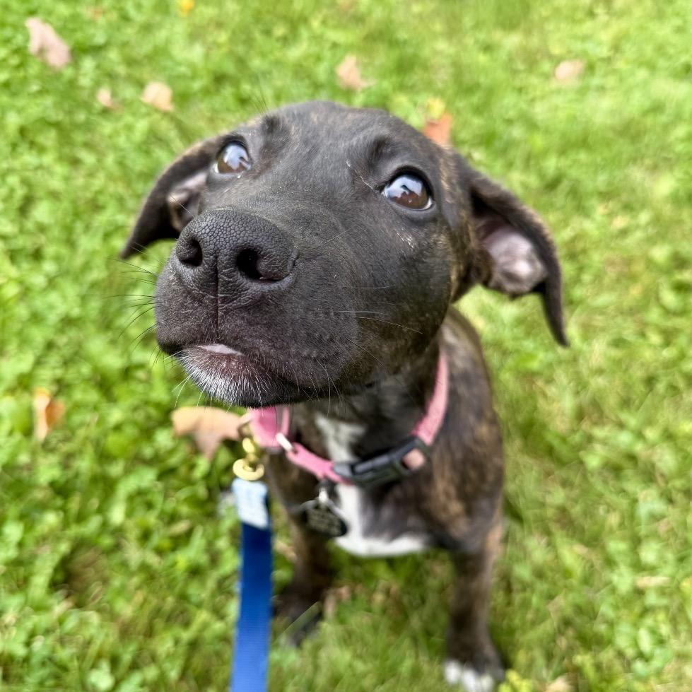 Enlarge Pigeon, a Adoptable Mixed Breed in Bangall, NY image 3/4