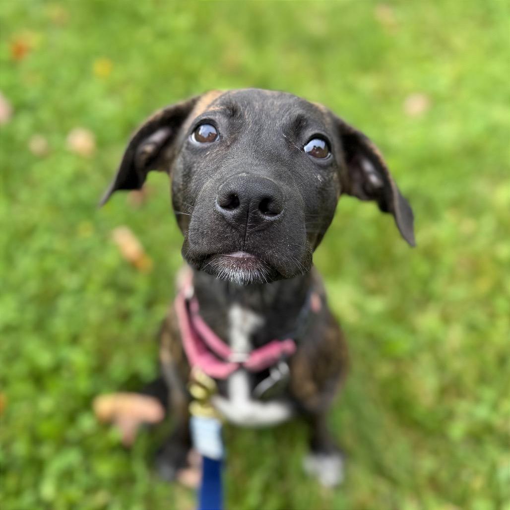 Enlarge Pigeon, a Adoptable Mixed Breed in Bangall, NY image 4/4