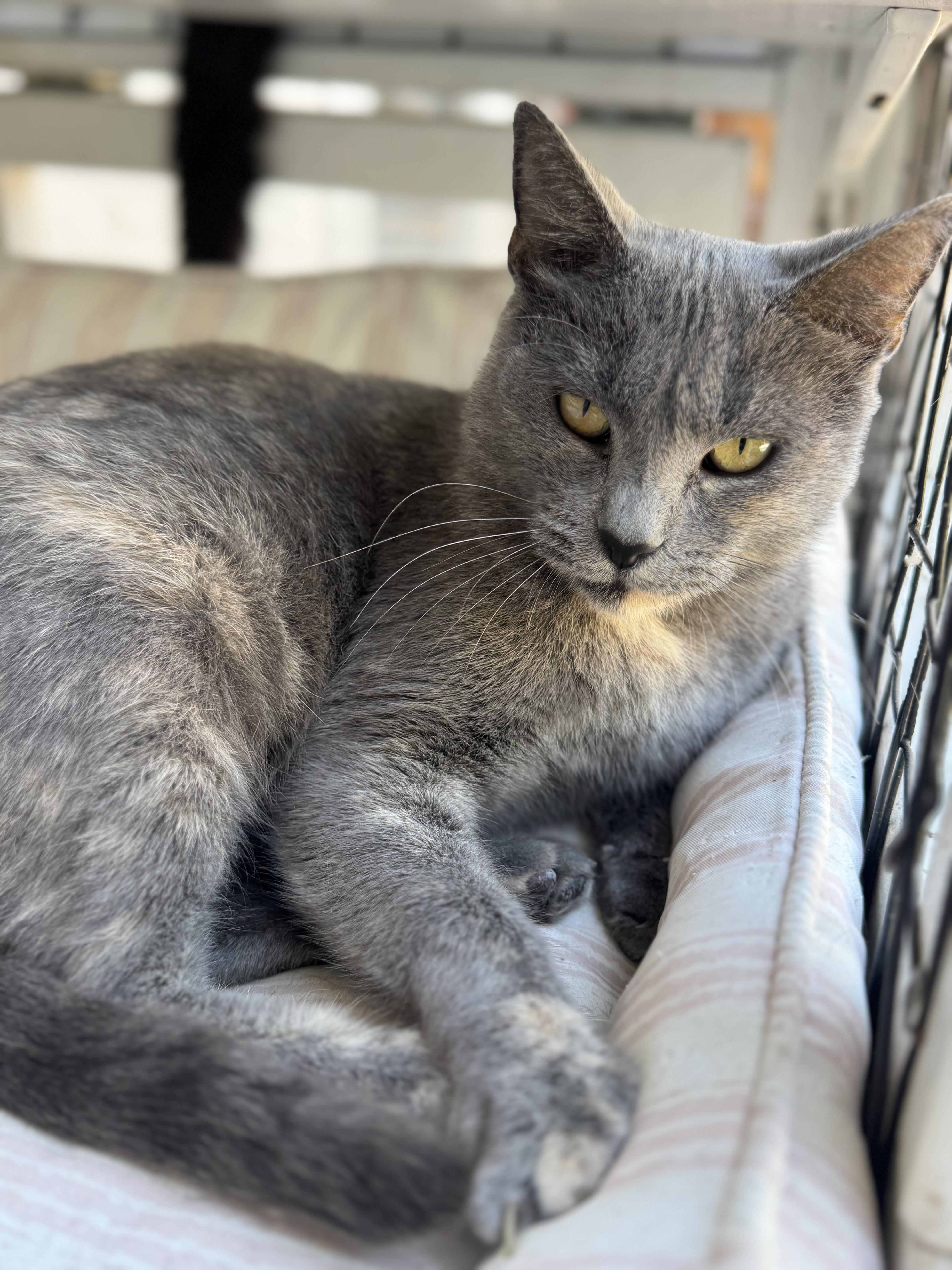 Jeannie, Adoptable, Young Female Russian Blue & Dilute Tortoiseshell.