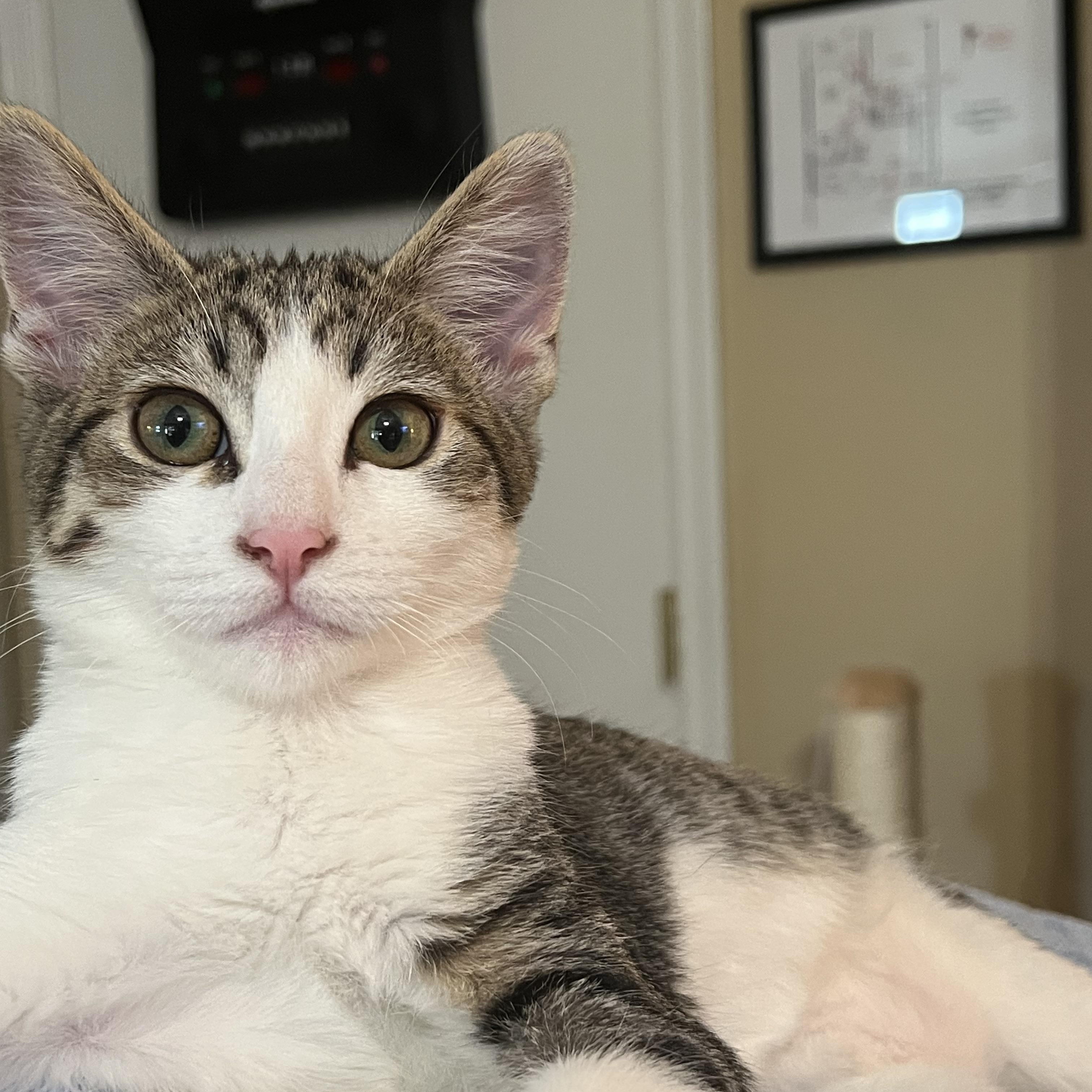 Skipper, a ADOPTABLE Domestic Short Hair in Chandler, AZ image 3/3