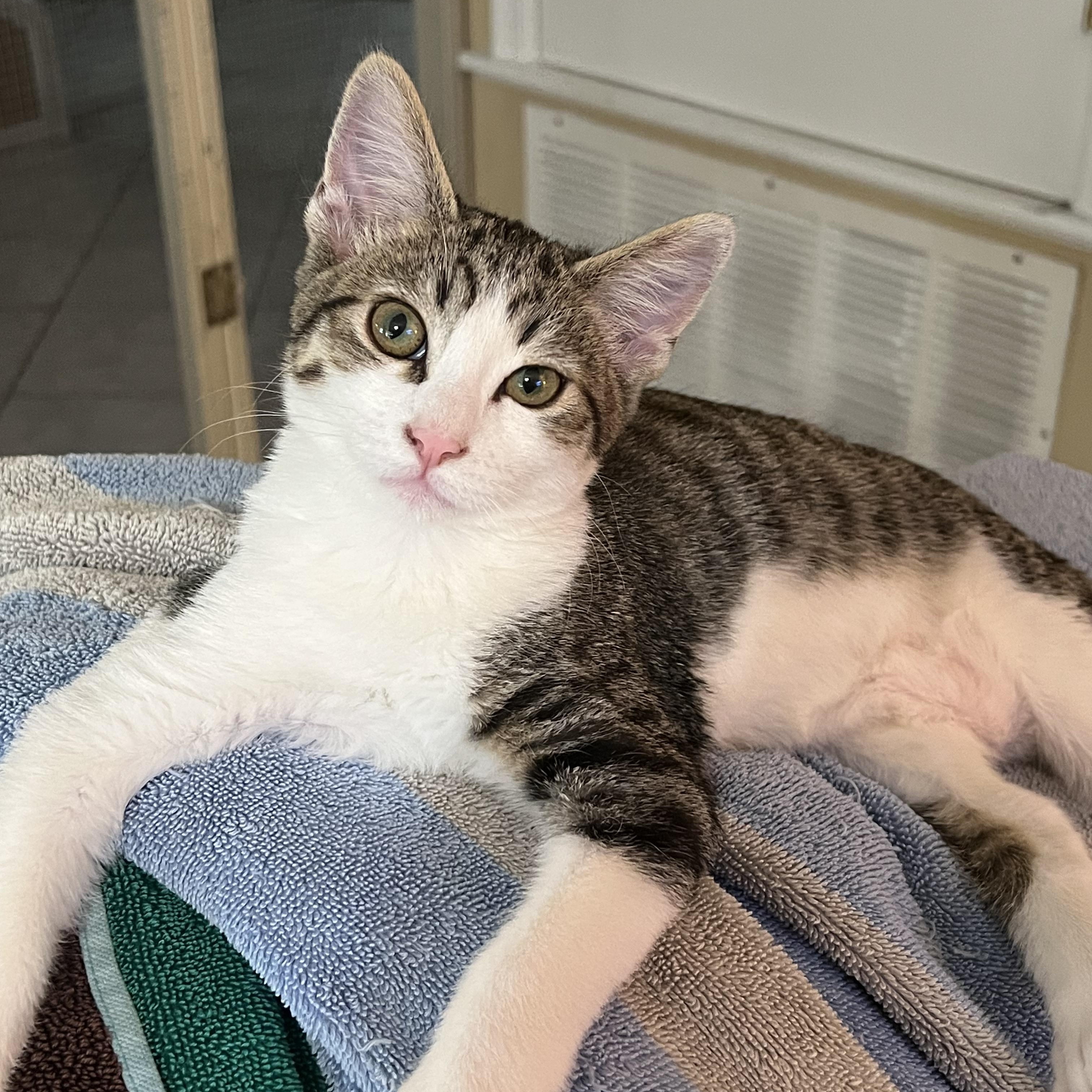 Skipper, a ADOPTABLE Domestic Short Hair in Chandler, AZ image 2/3