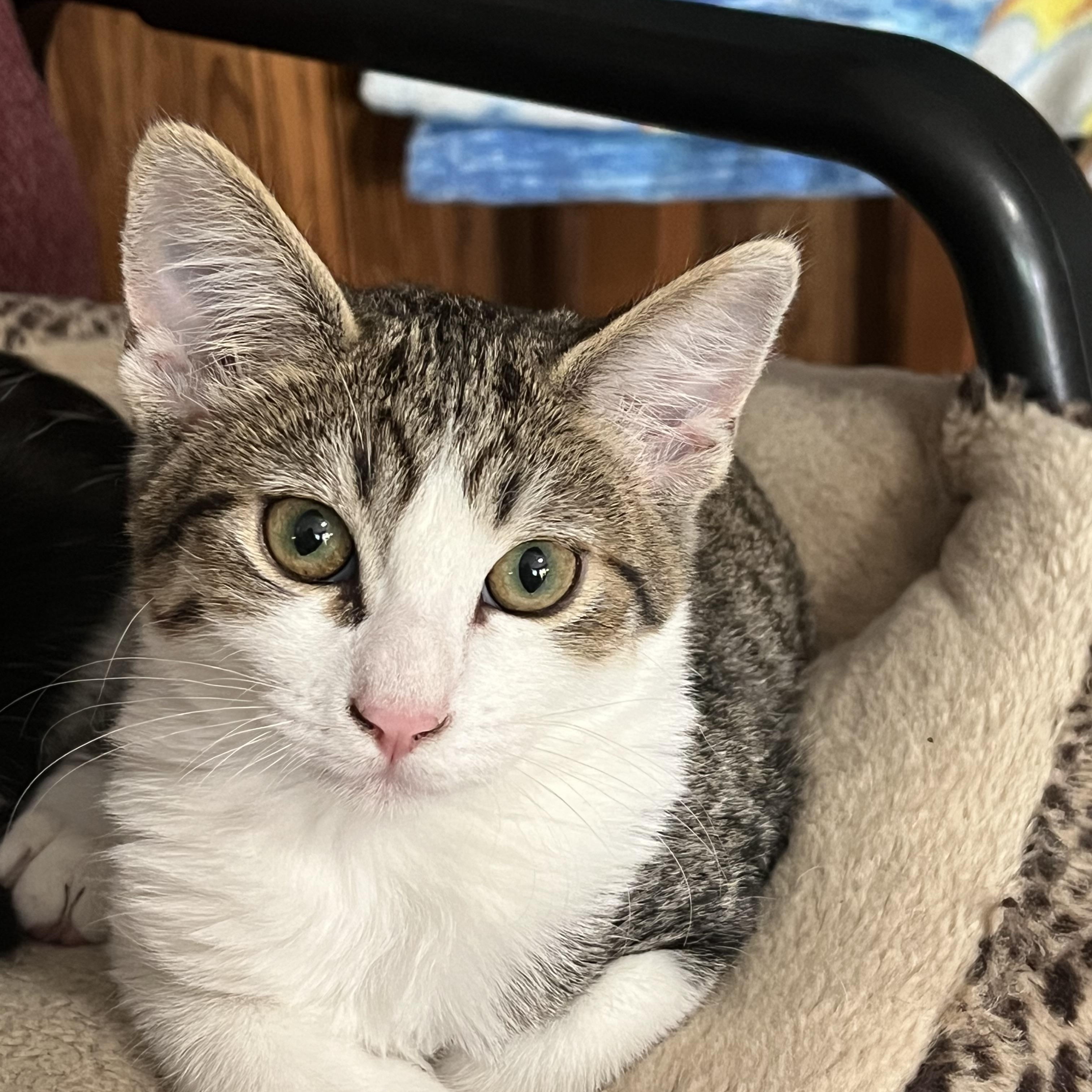 Skipper, ADOPTABLE, Kitten Male Domestic Short Hair.