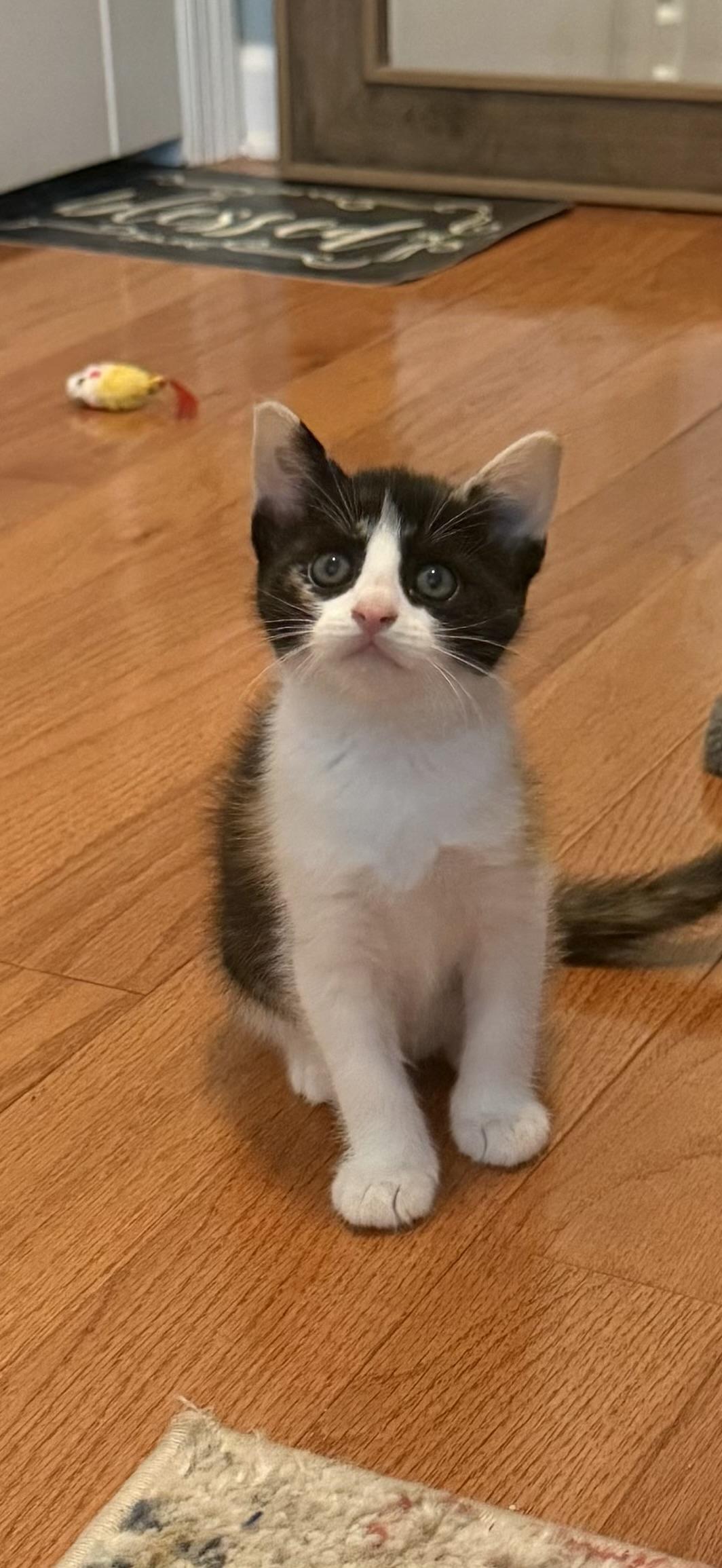 TULIP (RI), a Adoptable American Shorthair in Providence , RI image 1/6