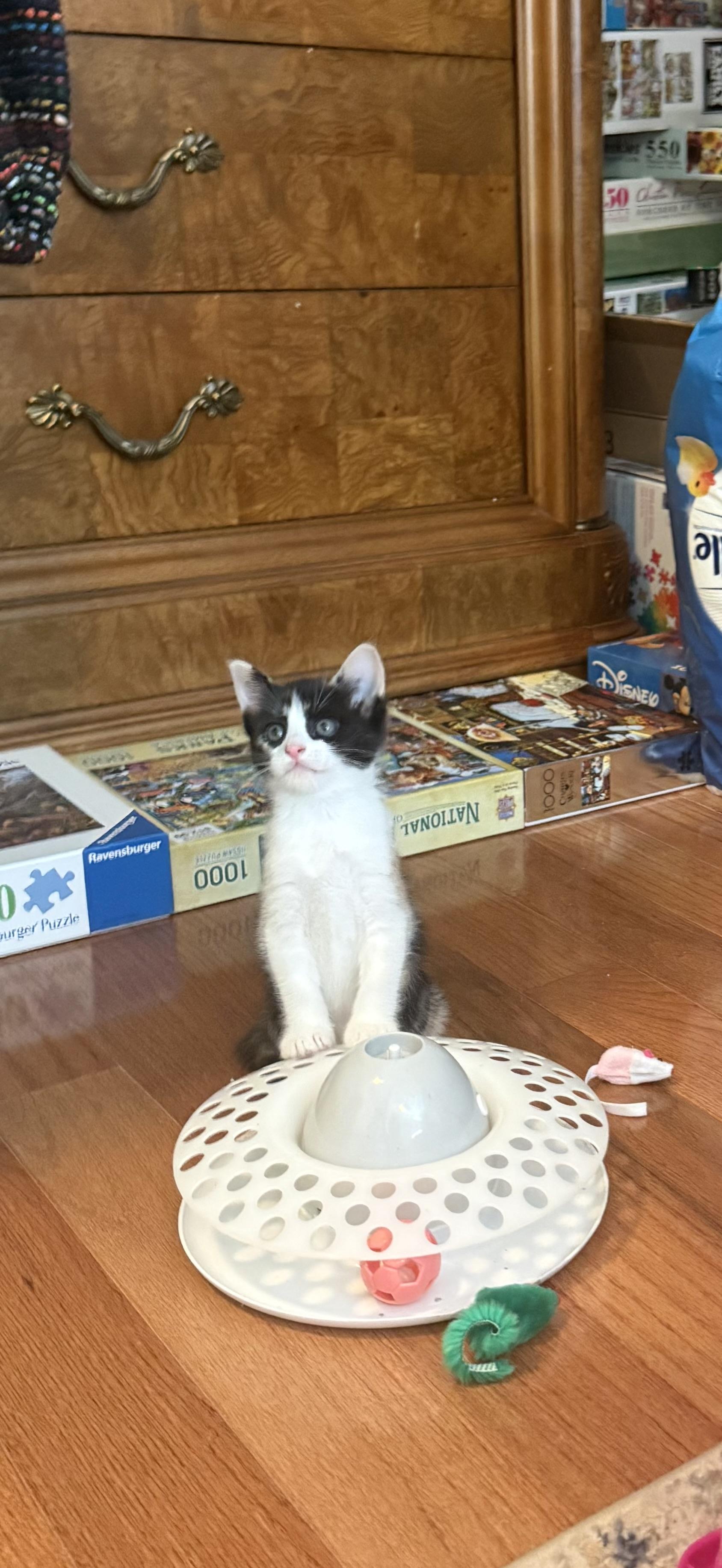 TULIP (RI), a Adoptable American Shorthair in Providence , RI image 3/6