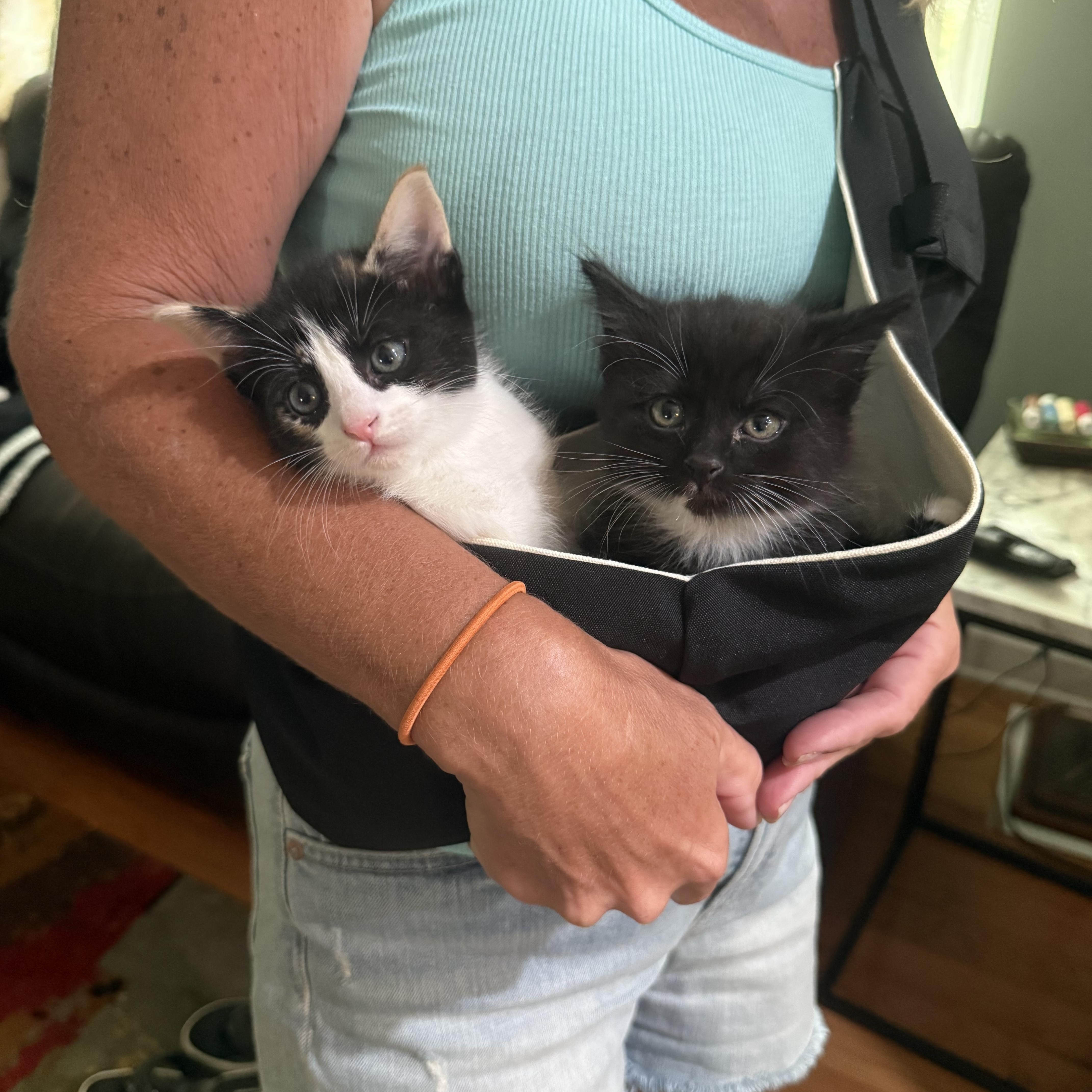 TULIP (RI), a Adoptable American Shorthair in Providence , RI image 5/6