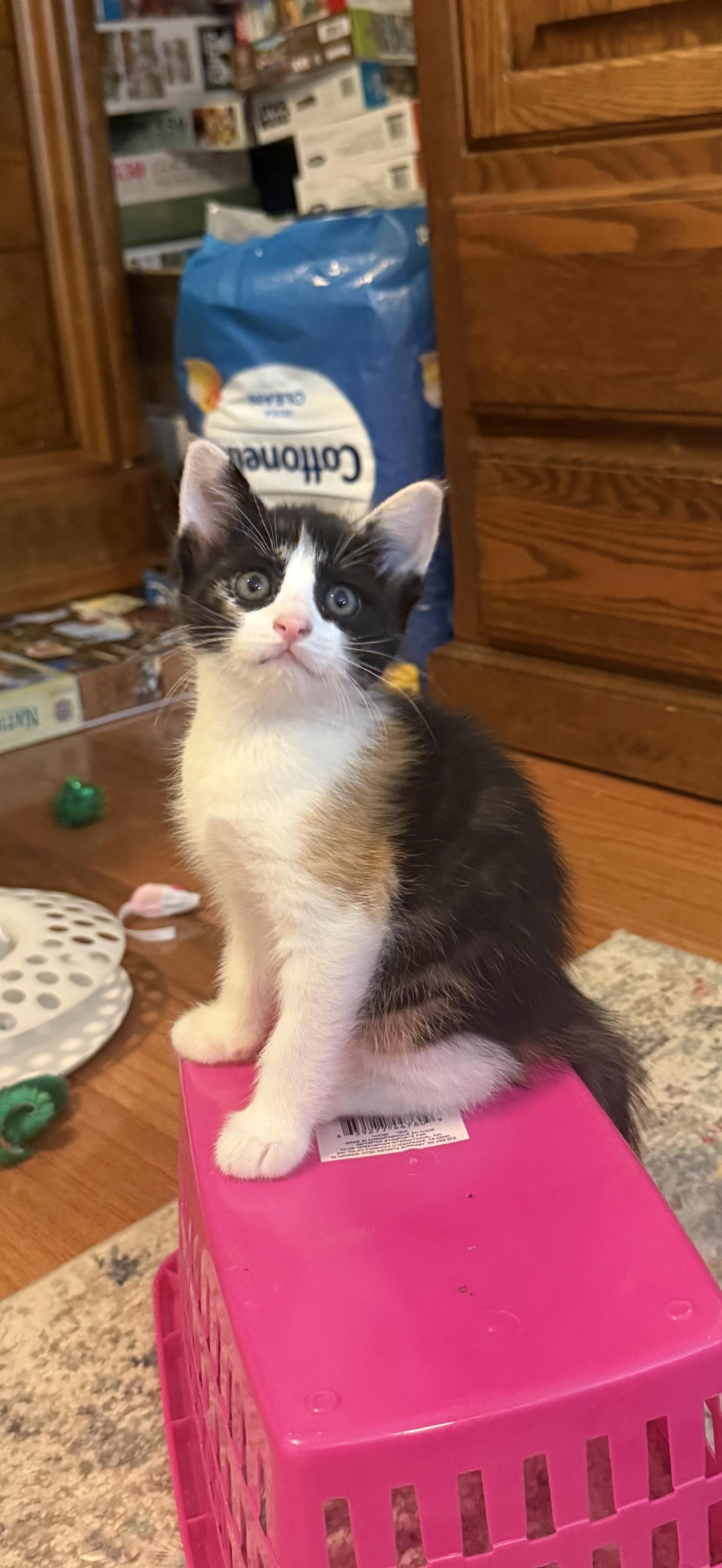 TULIP (RI), a Adoptable American Shorthair in Providence , RI image 6/6