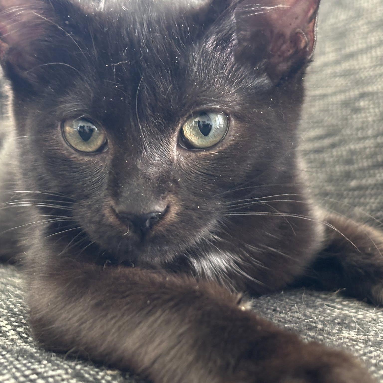 Enlarge Edgar, a Adoptable Domestic Short Hair in Memphis, TN image 2/3