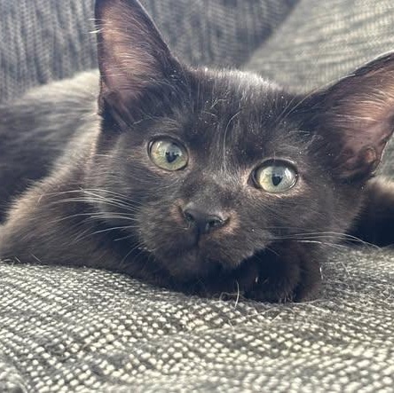 Enlarge Edgar, a Adoptable Domestic Short Hair in Memphis, TN image 3/3