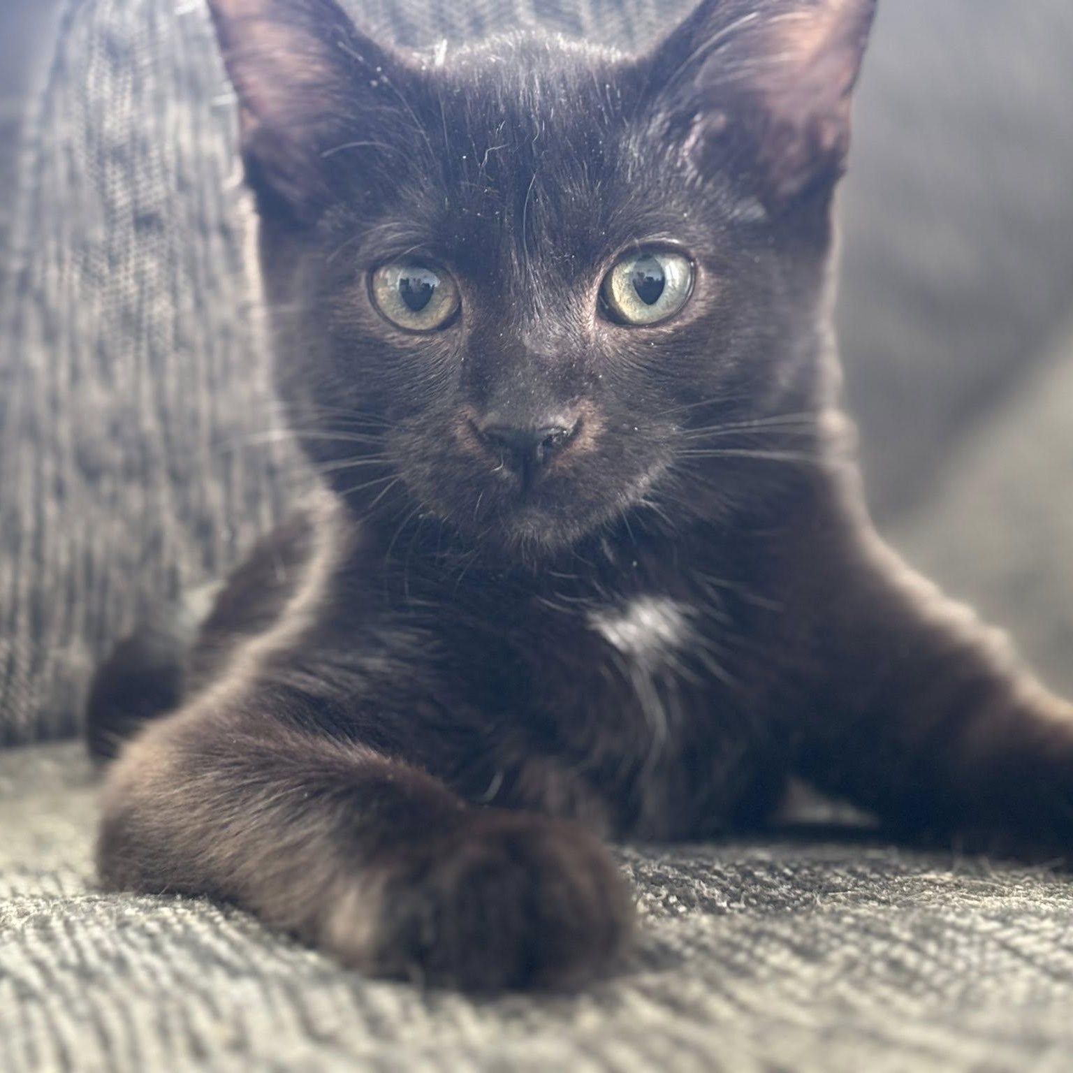 Edgar, Adoptable, Young Male Domestic Short Hair.