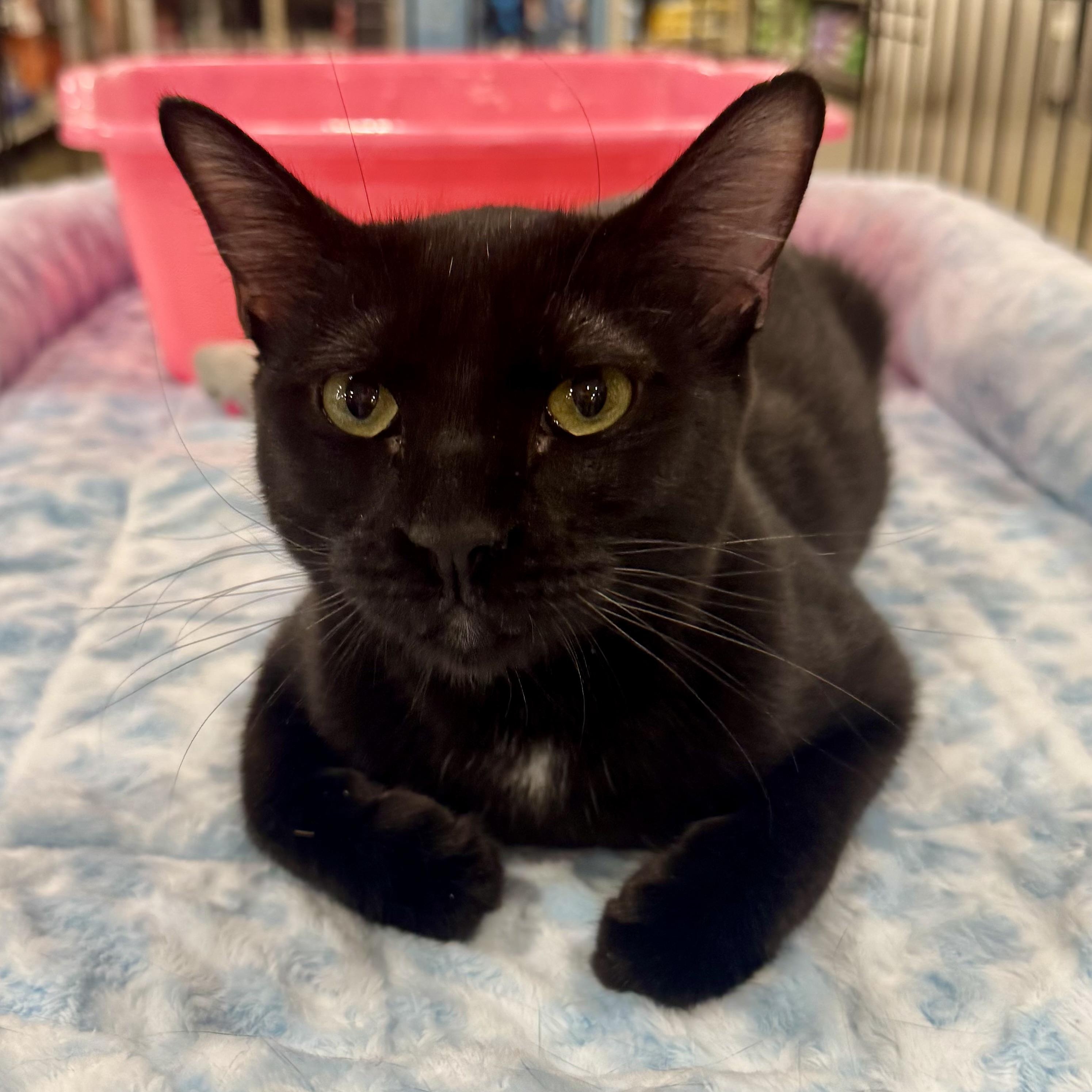 Edgar, a Adoptable Domestic Short Hair in Memphis, TN image 2/6