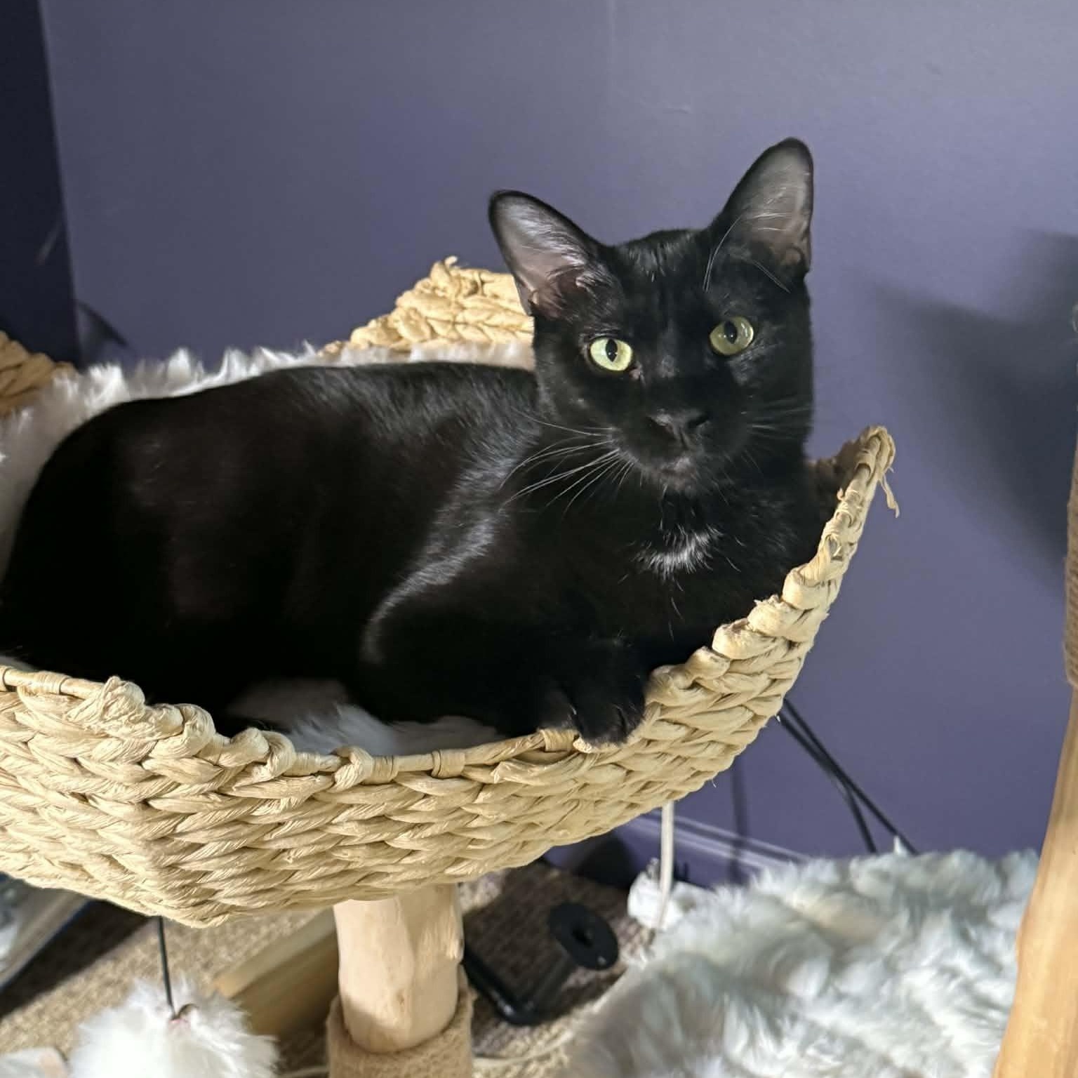 Edgar, a Adoptable Domestic Short Hair in Memphis, TN image 1/6