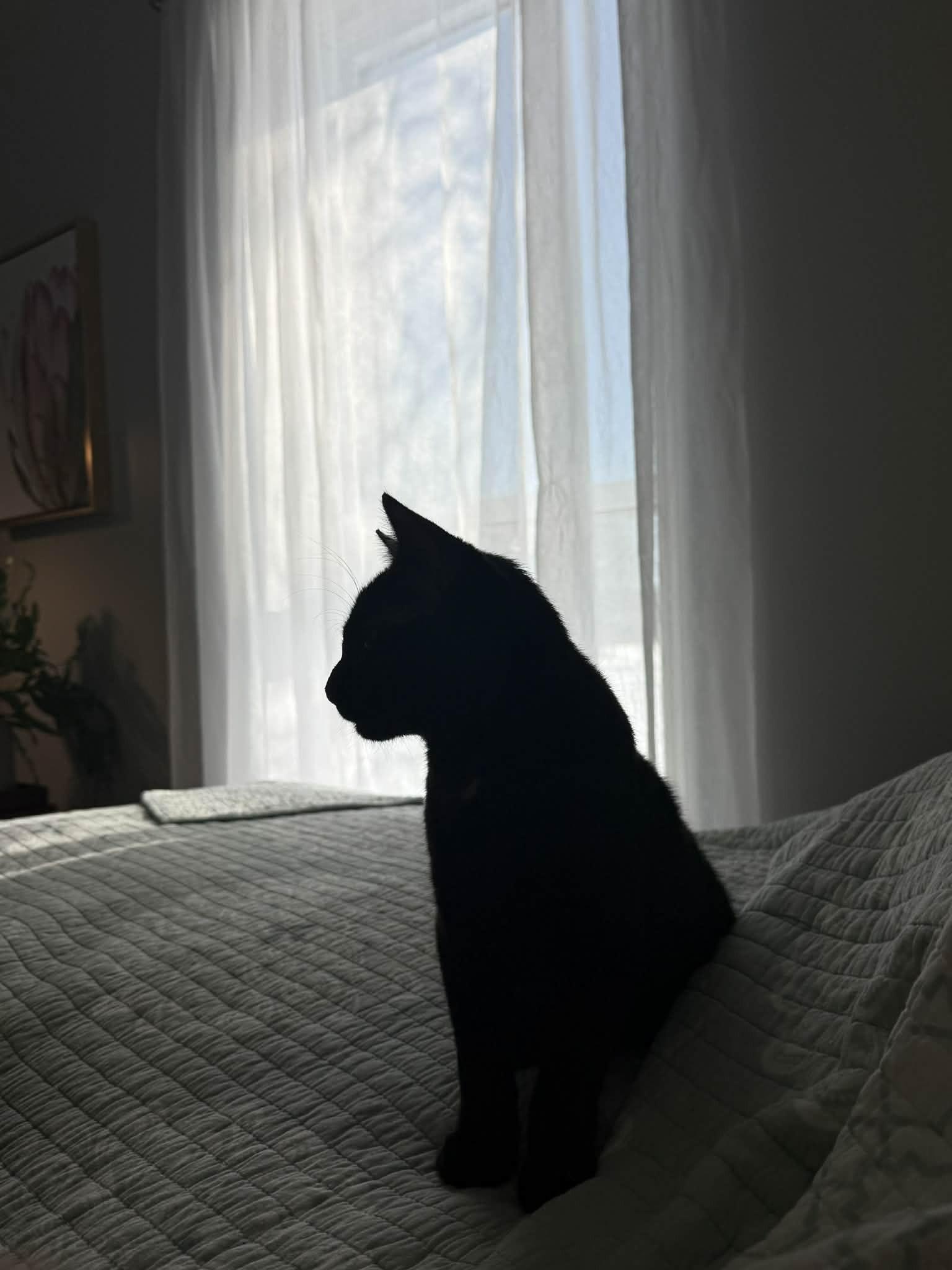 Edgar, a Adoptable Domestic Short Hair in Memphis, TN image 6/6