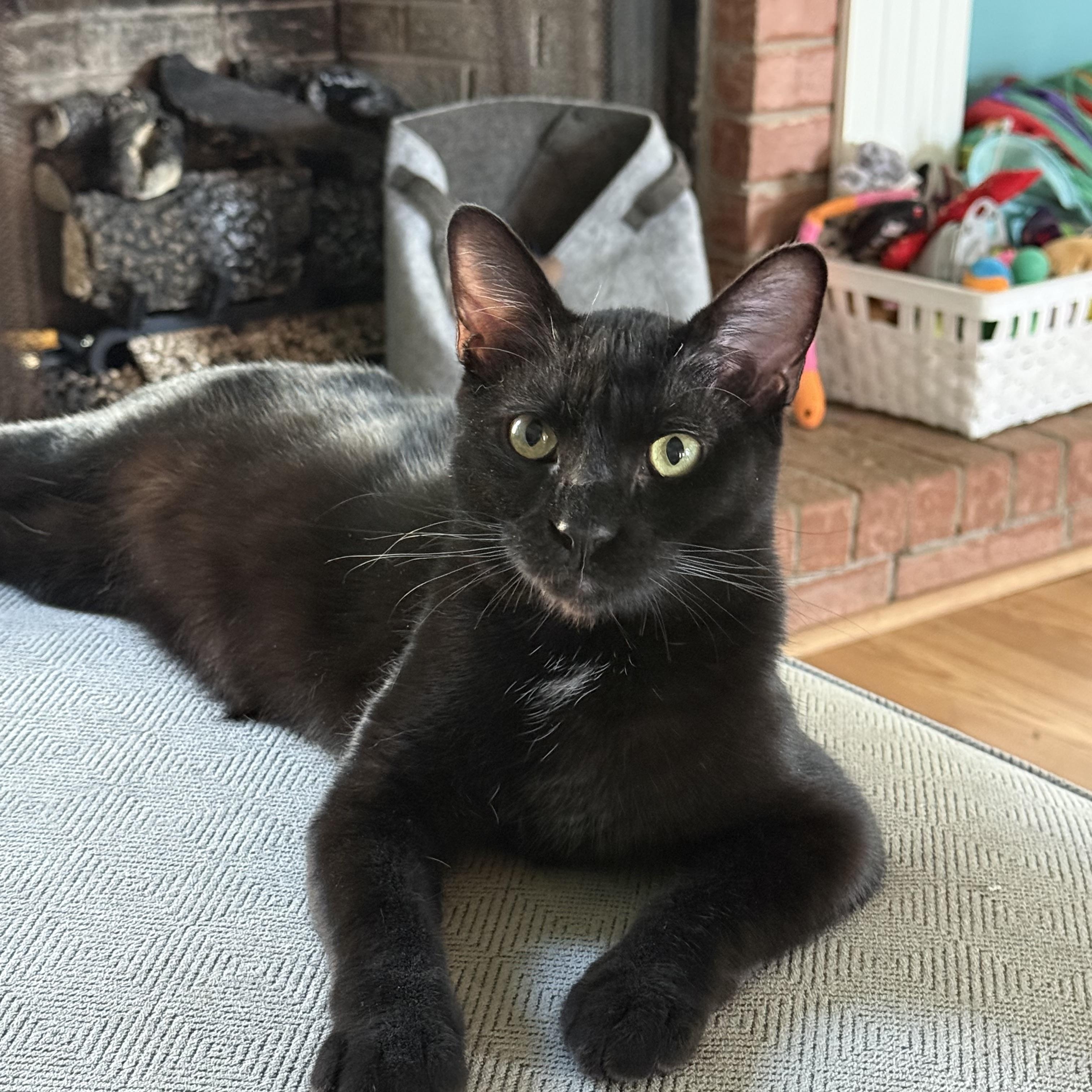 Enlarge Edgar, a Adoptable Domestic Short Hair in Memphis, TN image 1/6