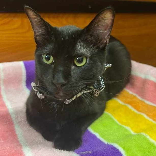 Edgar, Adoptable, Young Male Domestic Short Hair.