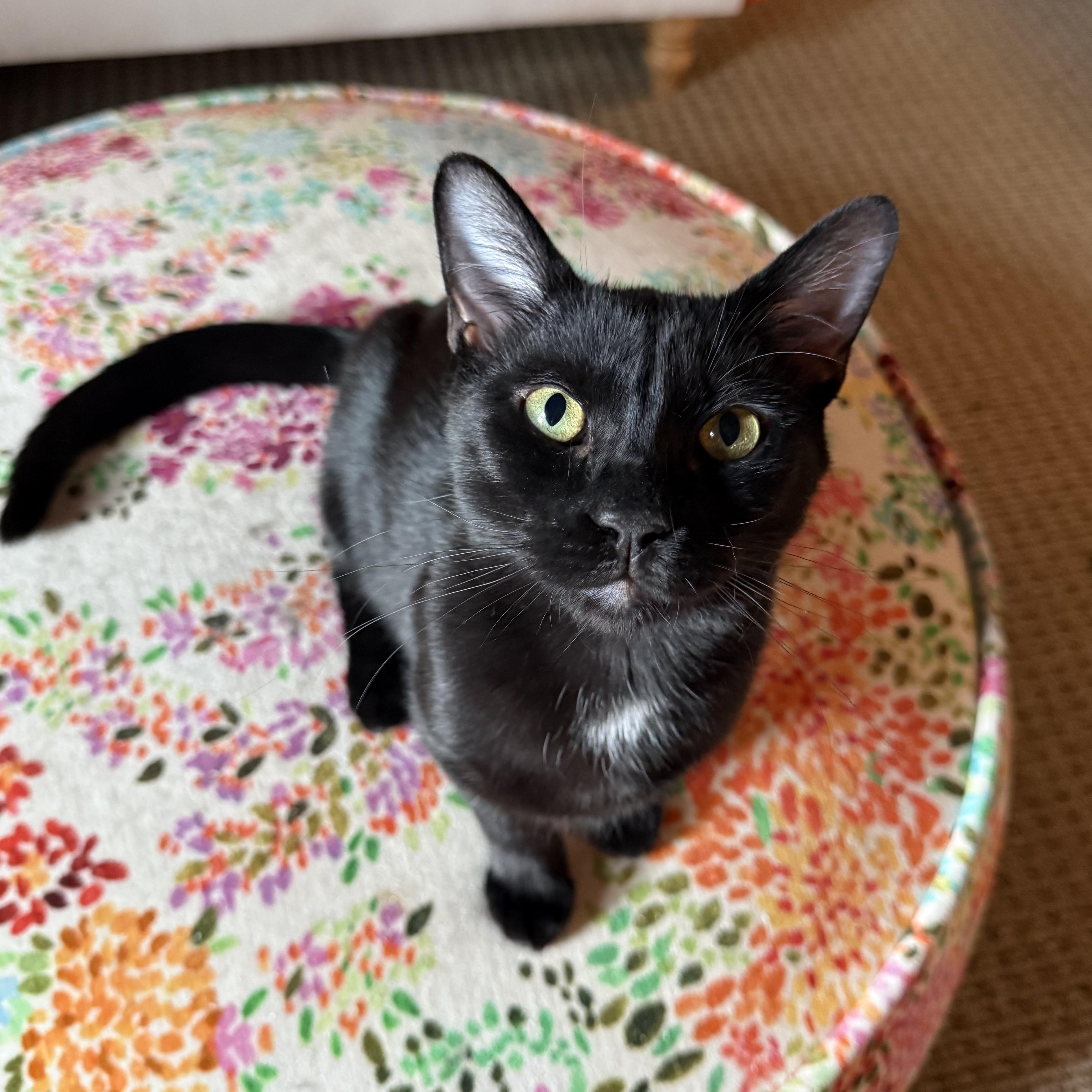 Edgar, Adoptable, Young Male Domestic Short Hair.