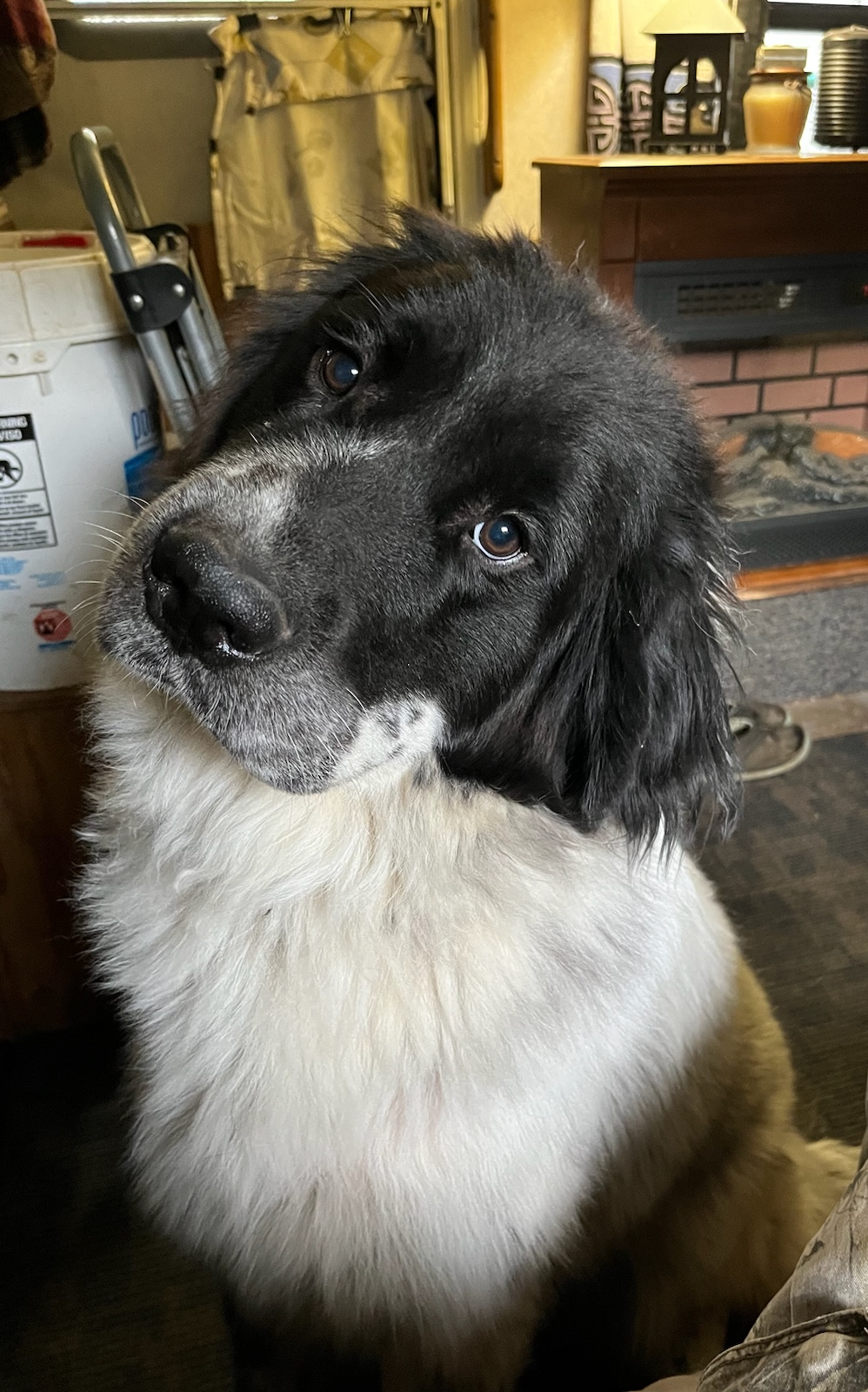 Senka (pronounced Sink-A), Adopted, Young Female Great Pyrenees.