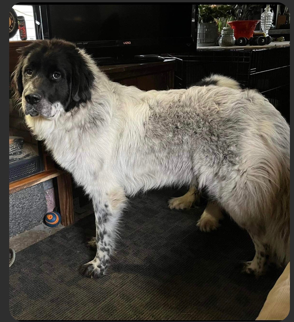 Enlarge Senka (pronounced Sink-A), a Adopted Great Pyrenees in Lebanon, OR image 1/3