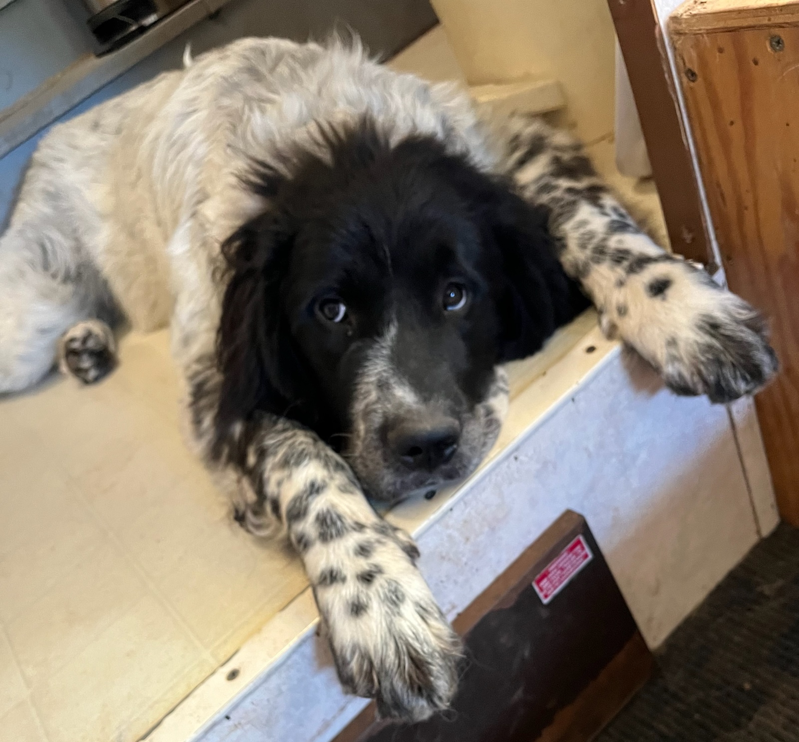Enlarge Senka (pronounced Sink-A), a Adopted Great Pyrenees in Lebanon, OR image 3/3