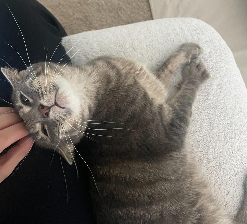 Fili, Adoptable, Young Female Domestic Short Hair.