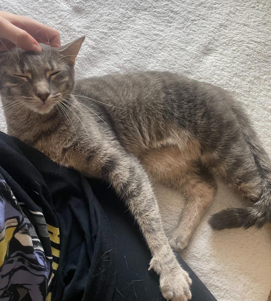 Fili, a Adoptable mixed breed in Evans, GA image 2/5