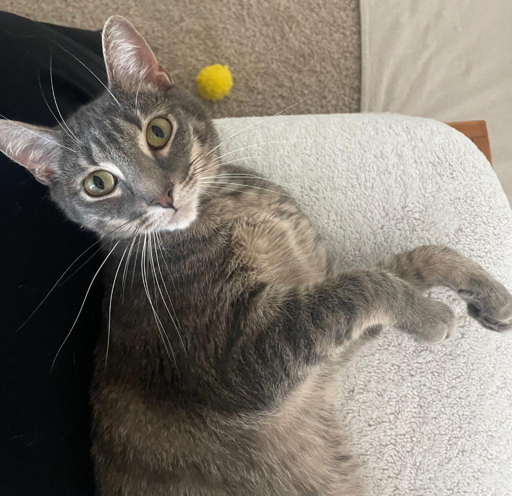 Fili, a Adoptable mixed breed in Evans, GA image 3/5