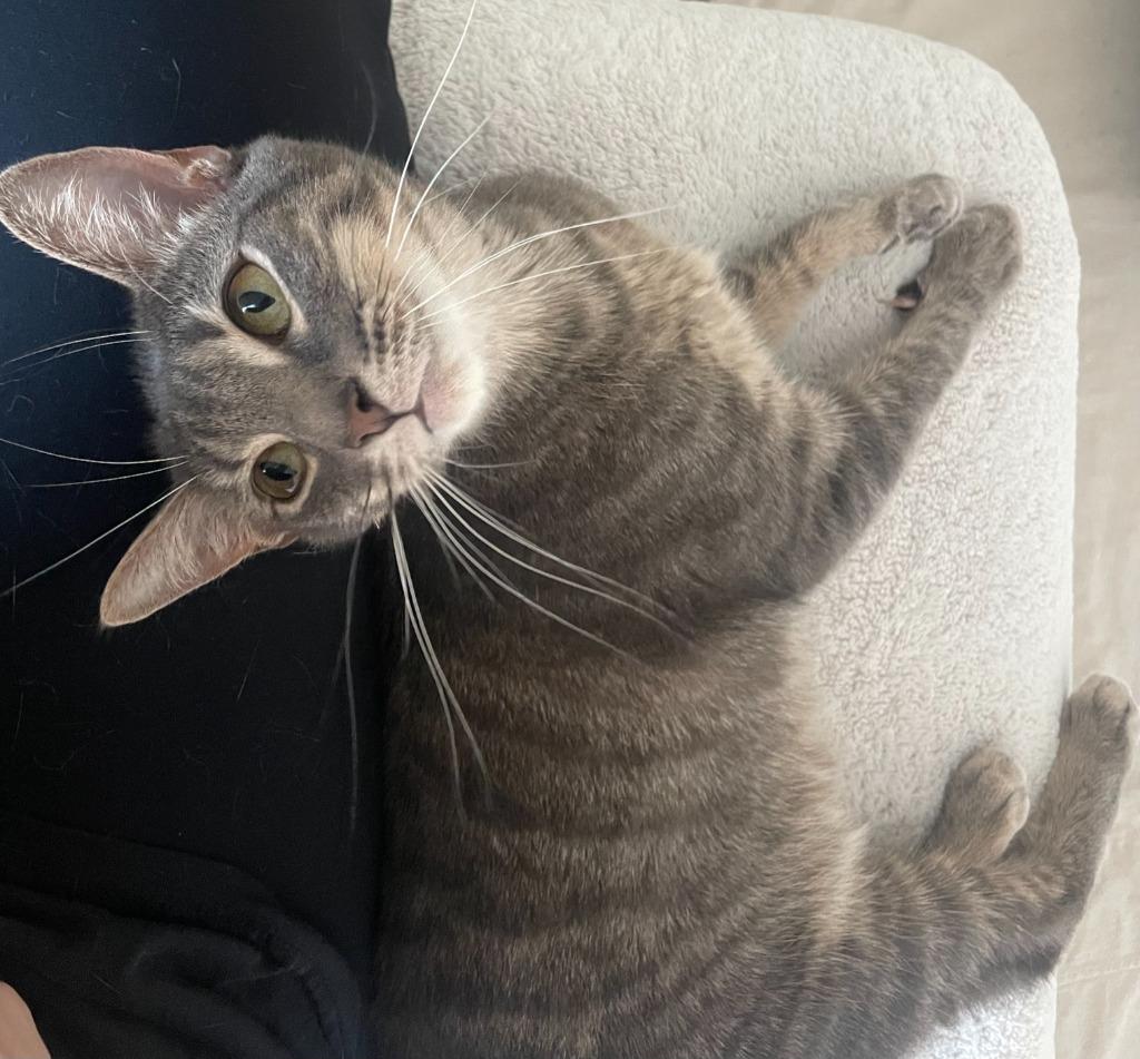 Fili, a Adoptable mixed breed in Evans, GA image 4/5