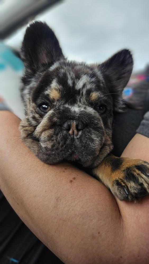 Cookie, Adopted, Young Female French Bulldog.