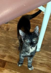 Rachel: A Tortie Treasure