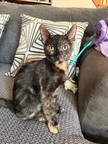 Rachel: A Tortie Treasure
