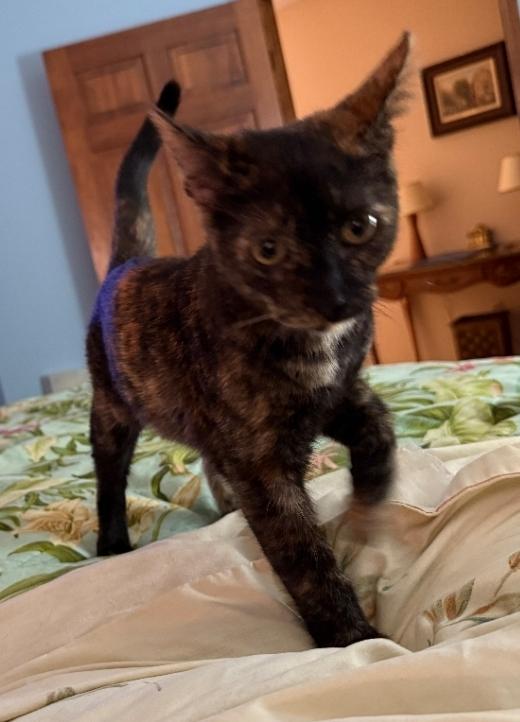Rachel: A Tortie Treasure, a Adoptable Tortoiseshell in Anoka, MN image 2/5