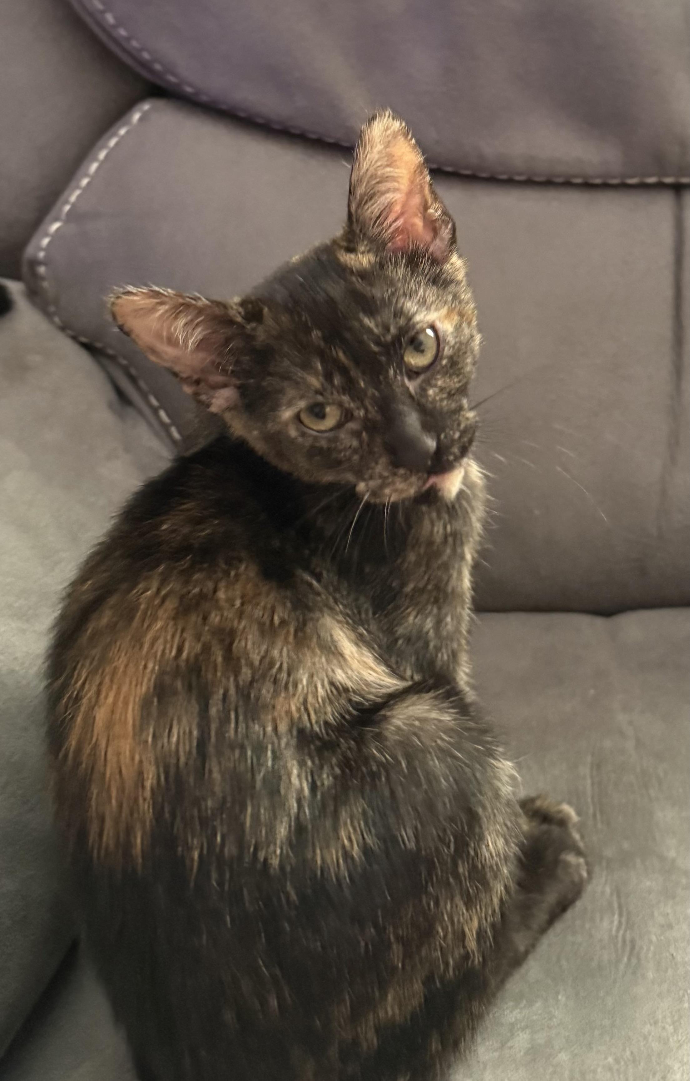 Rachel: A Tortie Treasure