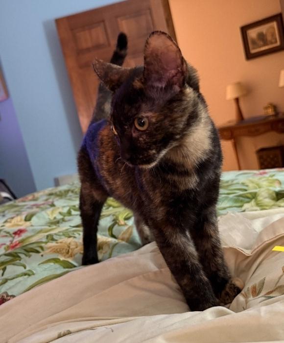 Rachel: A Tortie Treasure, Adoptable, Kitten Female Tortoiseshell.
