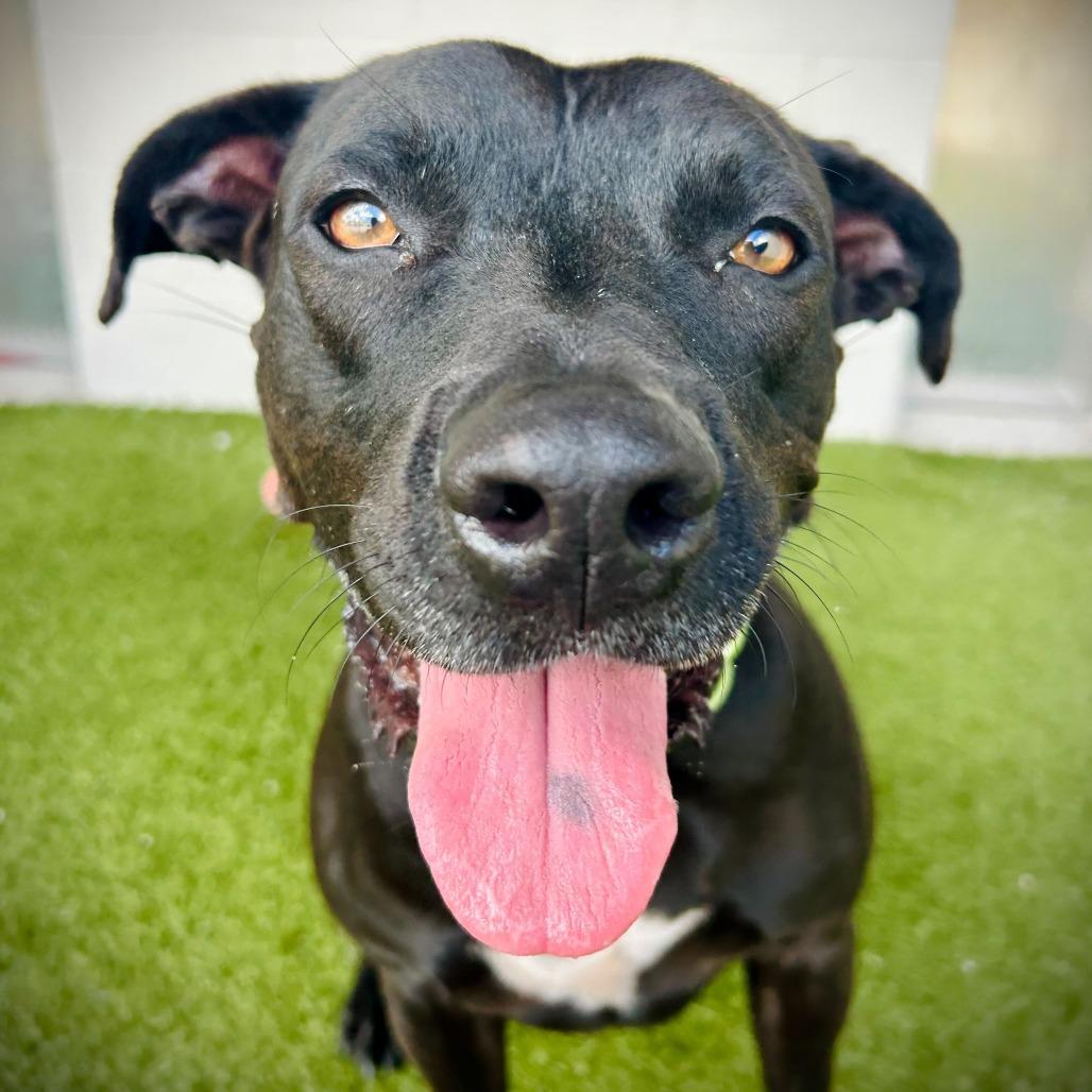 Kuko, Adoptable, Adult Male Labrador Retriever & Mixed Breed.