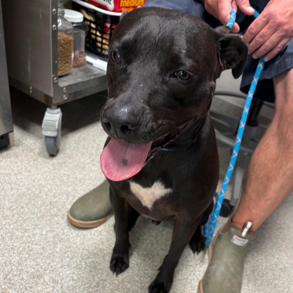 Enlarge Kuko, a Adoptable mixed breed in Englewood, FL image 2/5