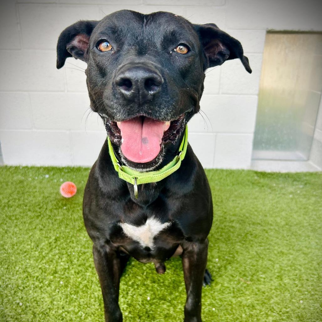 Enlarge Kuko, a Adoptable mixed breed in Englewood, FL image 3/5