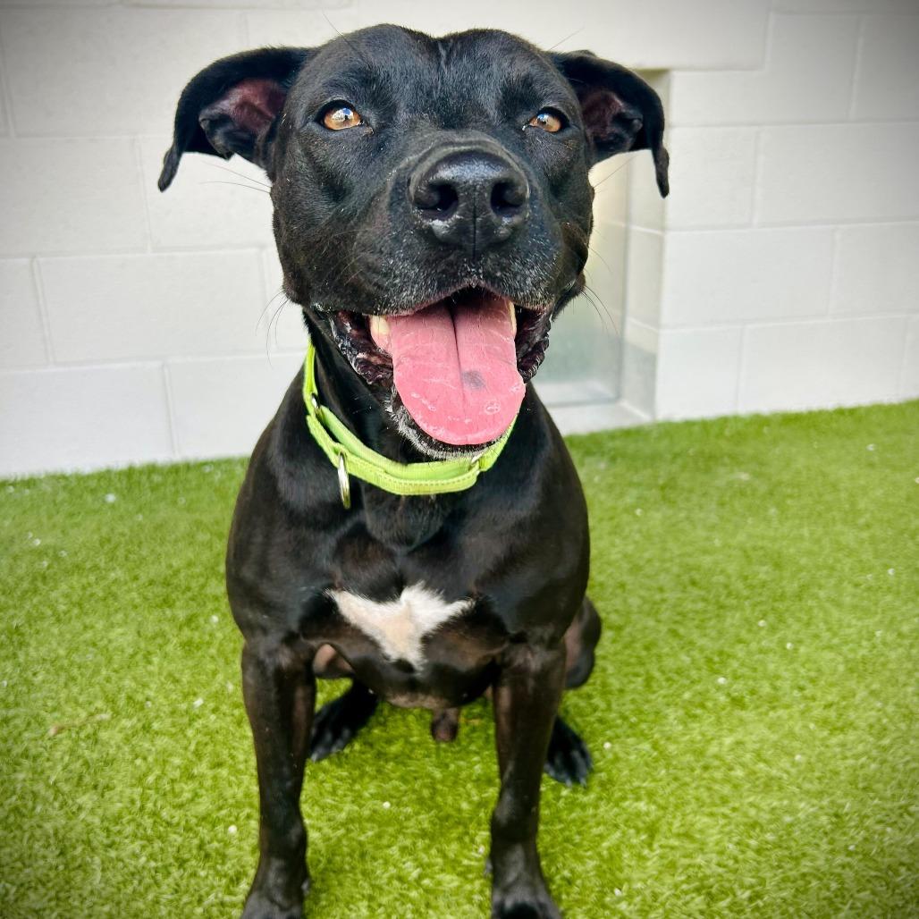 Enlarge Kuko, a Adoptable mixed breed in Englewood, FL image 4/5