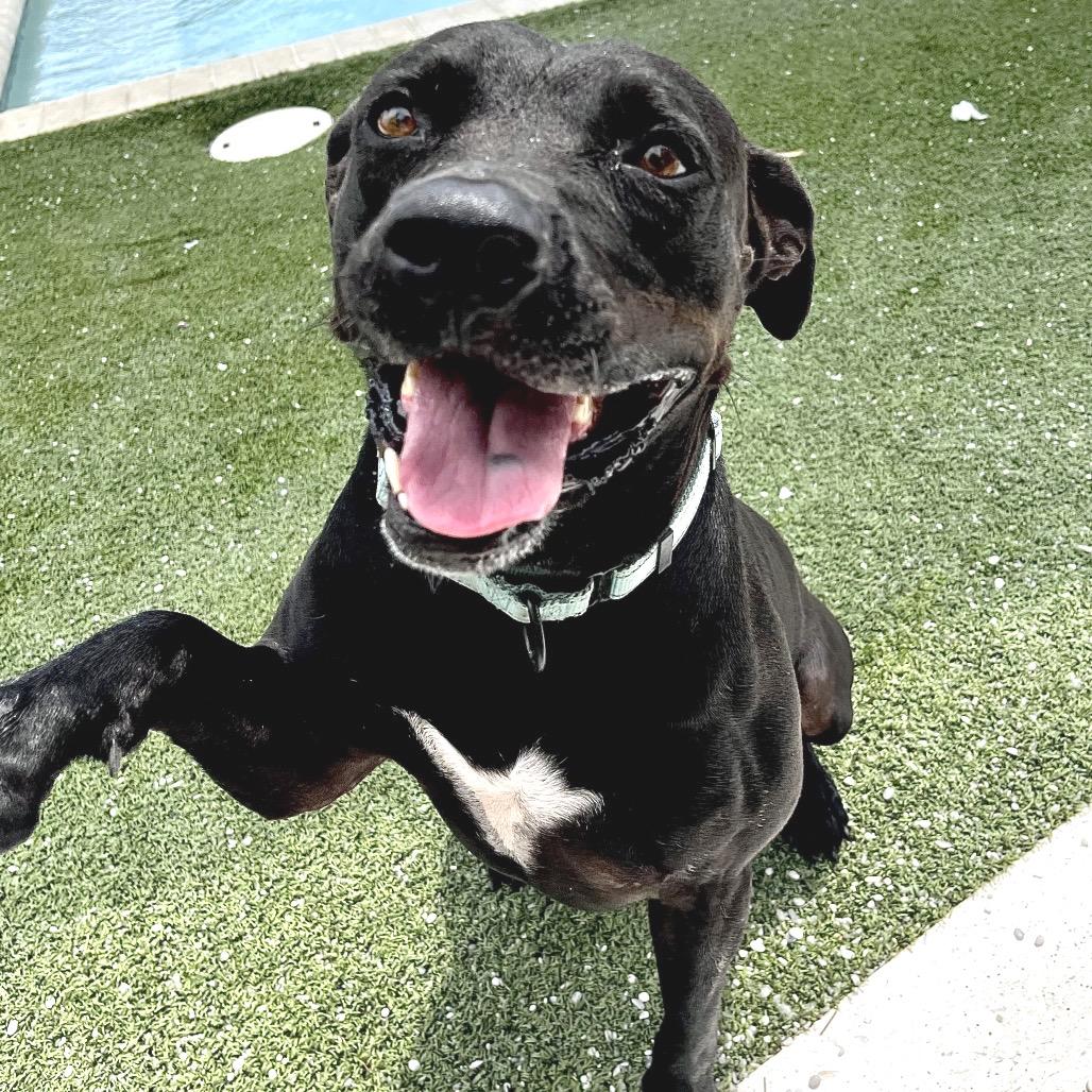 Enlarge Kuko, a Adoptable mixed breed in Englewood, FL image 5/6