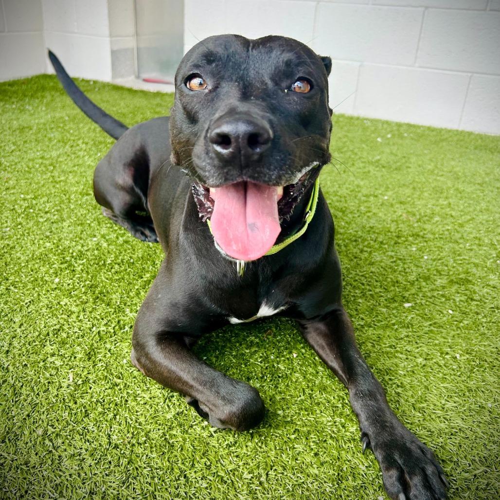 Enlarge Kuko, a Adoptable mixed breed in Englewood, FL image 5/5