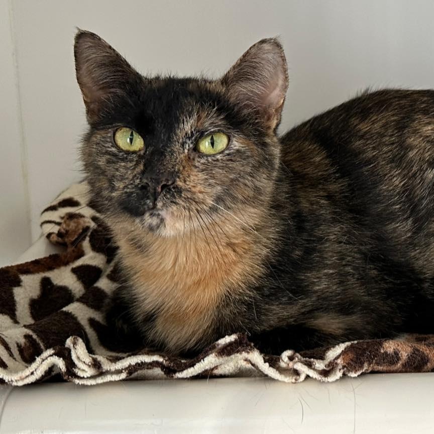 Letty, ADOPTABLE, Adult Female Domestic Short Hair.