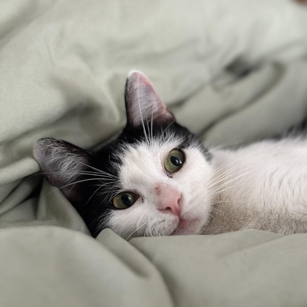 Enlarge Tofu, a Adoptable Domestic Short Hair in Huntsville, AL image 3/6