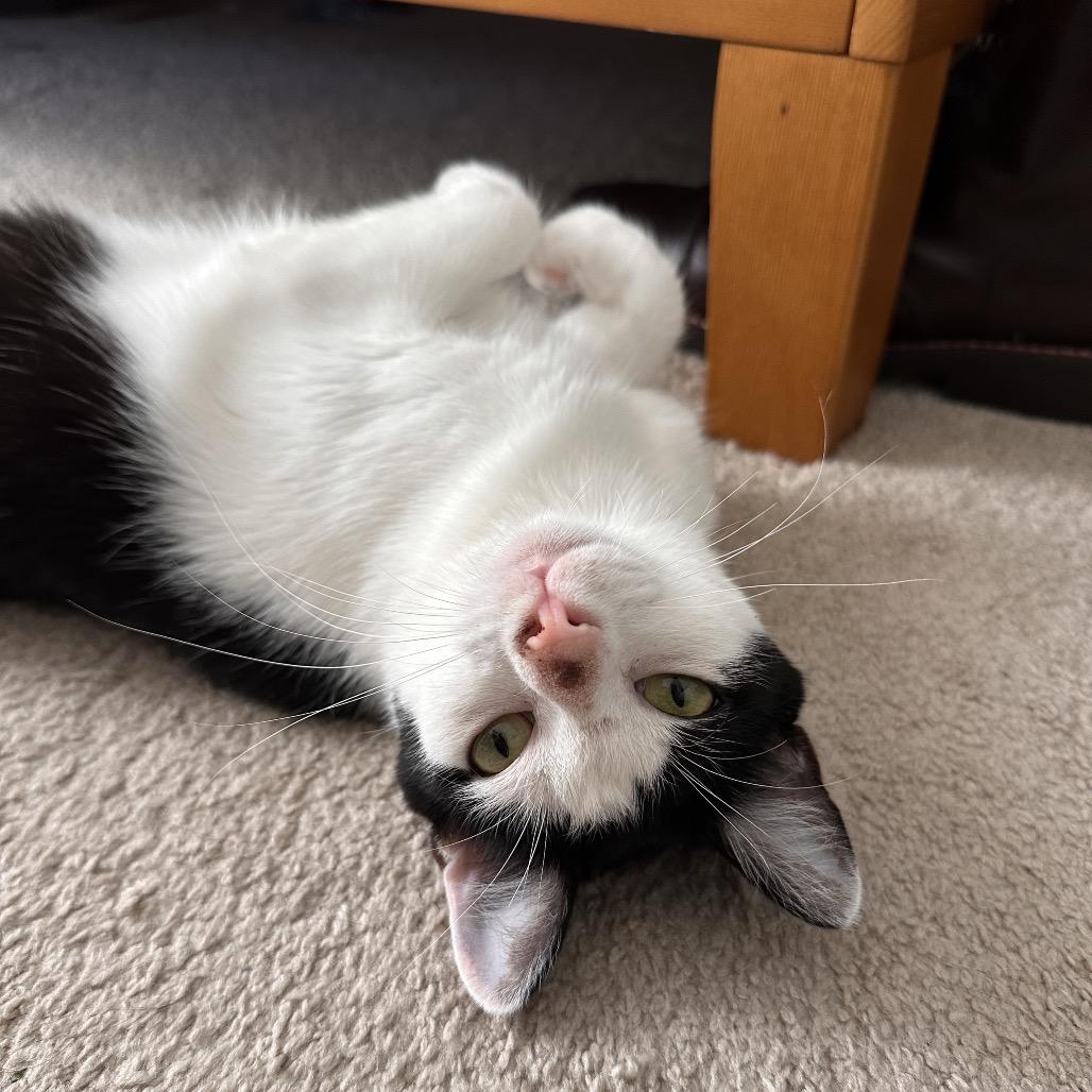 Enlarge Tofu, a Adoptable Domestic Short Hair in Huntsville, AL image 5/6