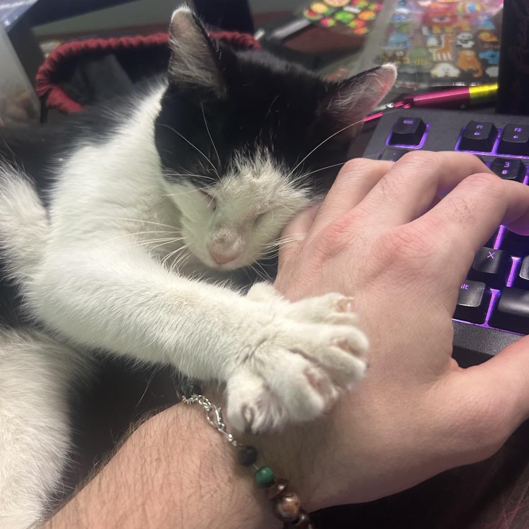 Enlarge Tofu, a Adoptable Domestic Short Hair in Huntsville, AL image 6/6