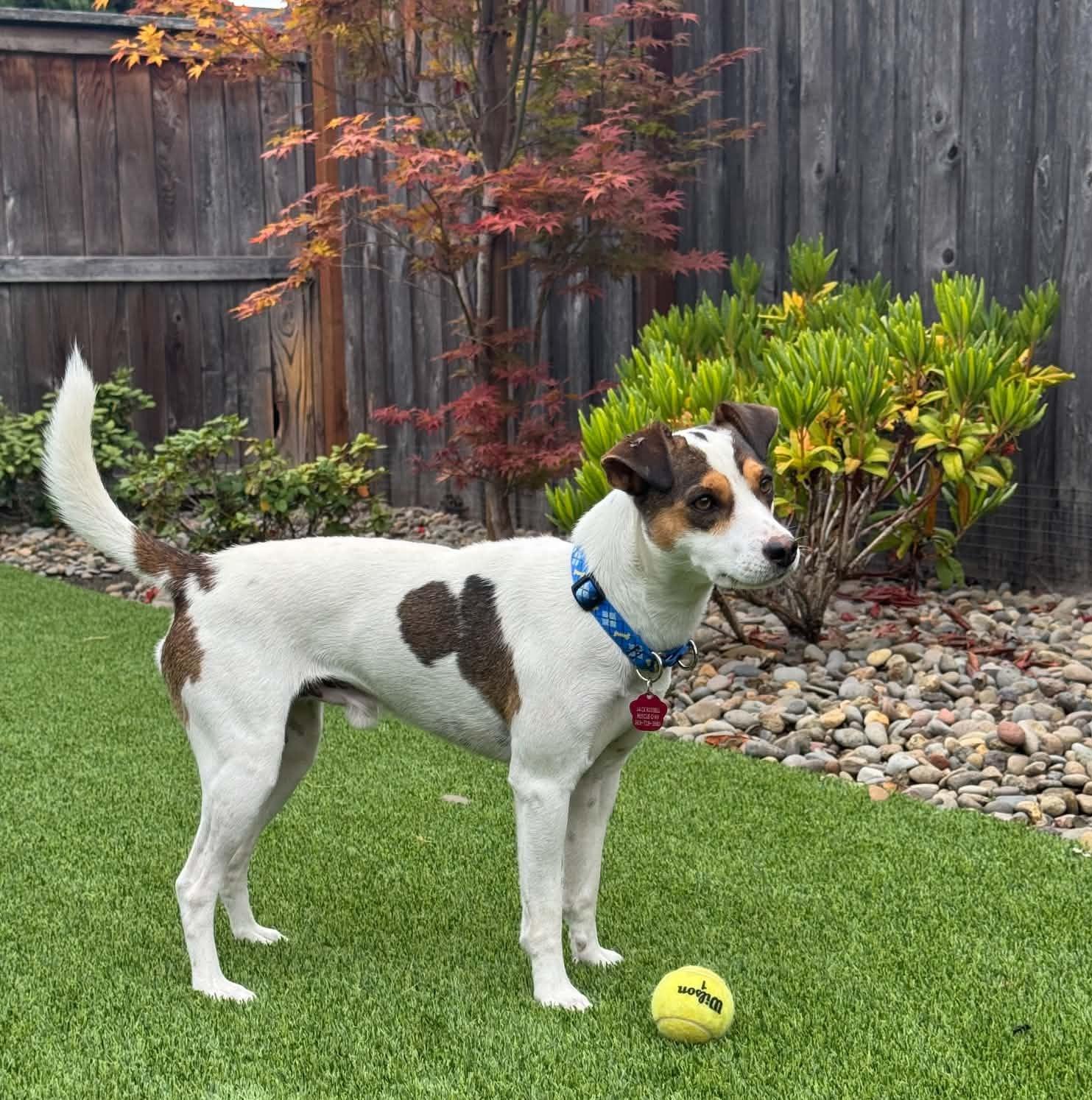 Enlarge Chase, a Adoptable Rat Terrier in Clatskanie, OR image 1/6