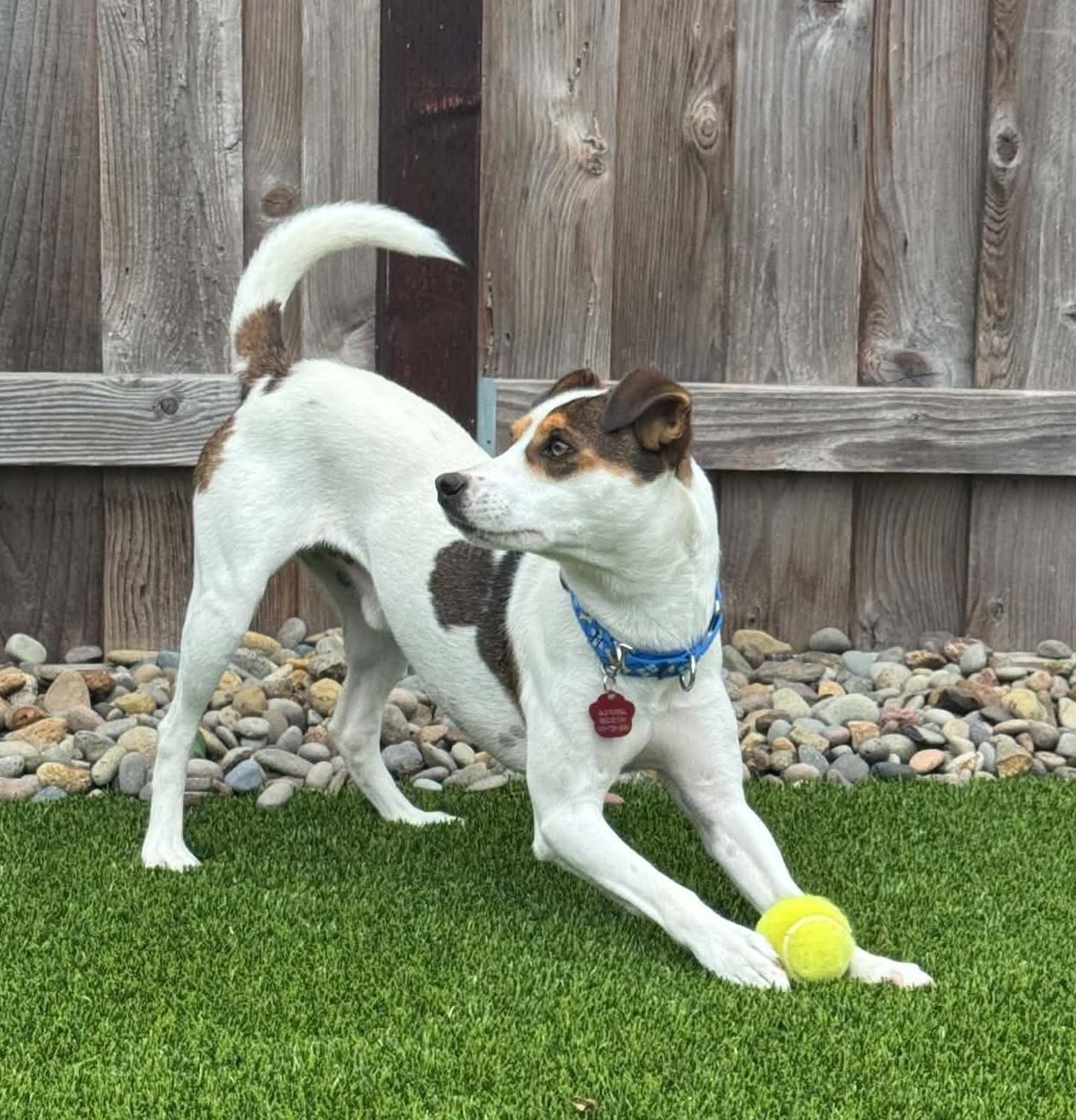 Enlarge Chase, a Adoptable Rat Terrier in Clatskanie, OR image 4/6