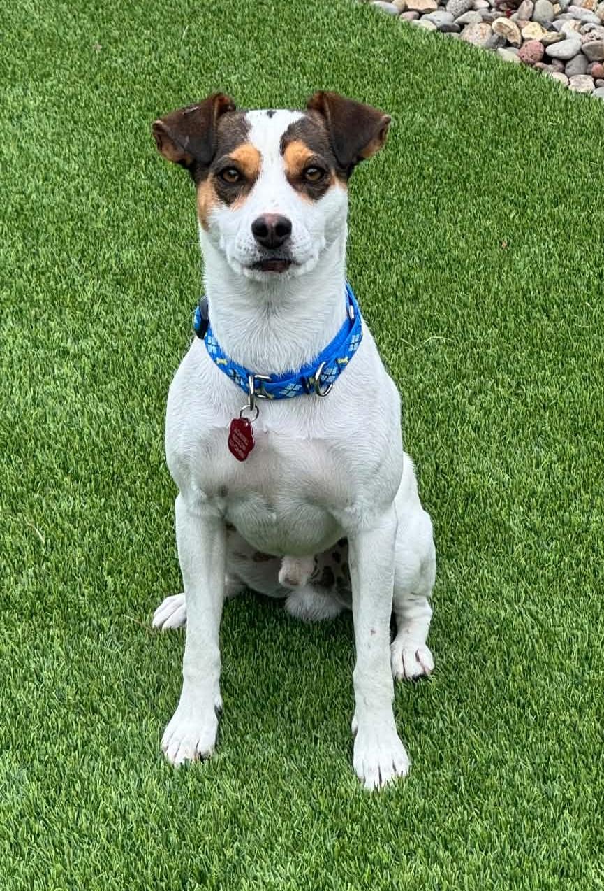 Enlarge Chase, a Adoptable Rat Terrier in Clatskanie, OR image 5/6