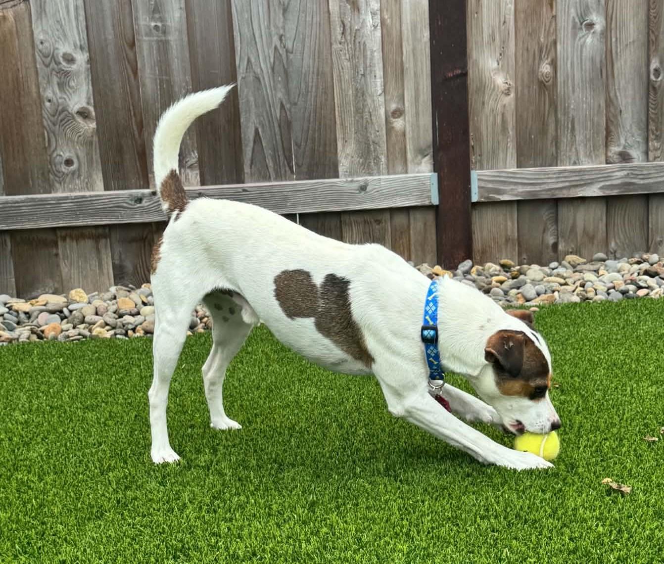 Enlarge Chase, a Adoptable Rat Terrier in Clatskanie, OR image 2/6